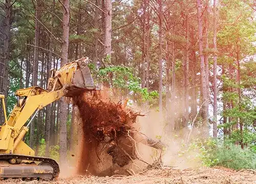 Land Cleaning Services 1 Land Cleaning Services